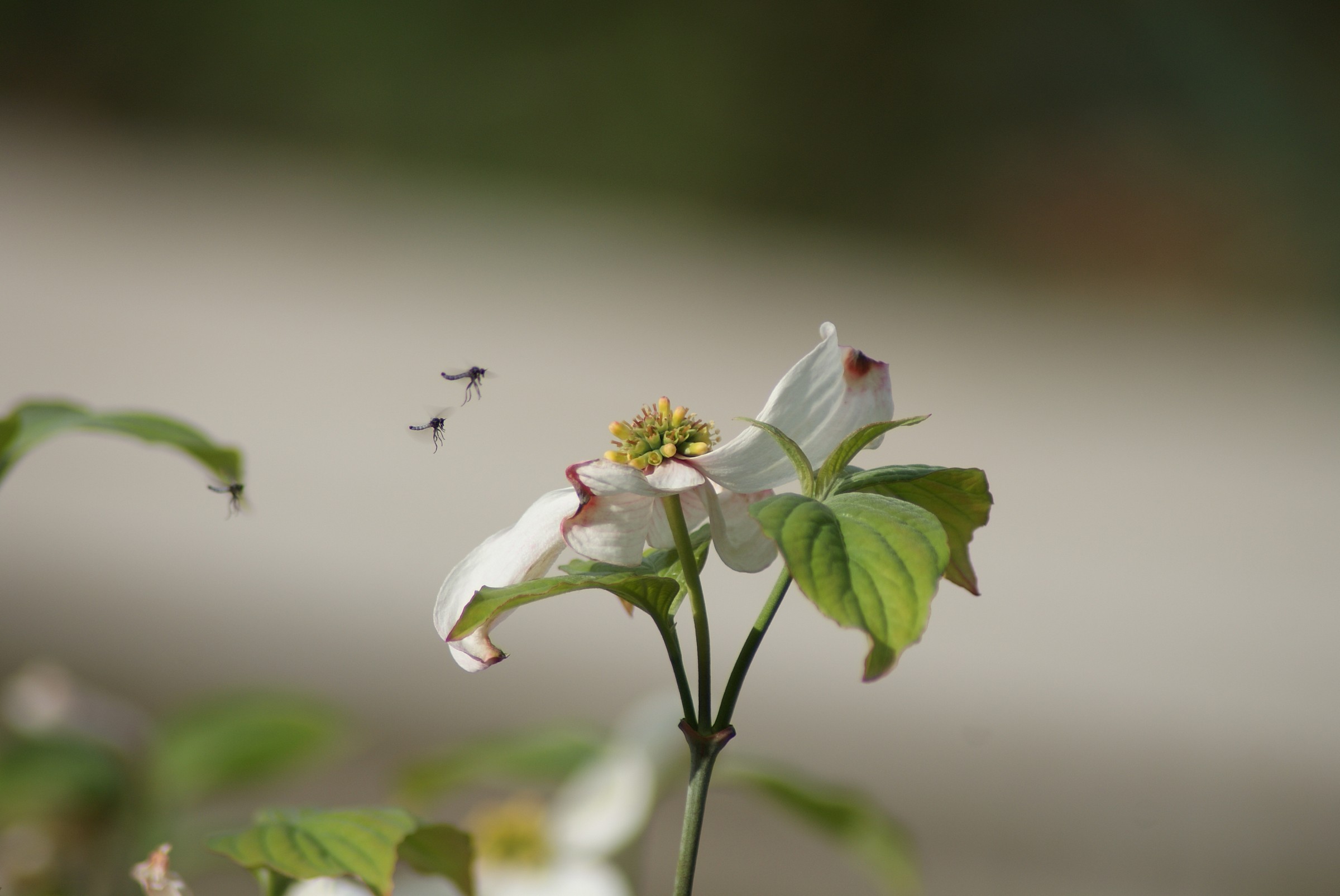 il cerchio della vita