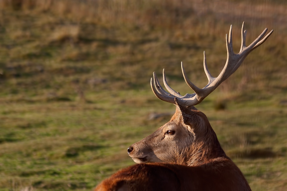 tutto perfettamente in asse .... - Germania