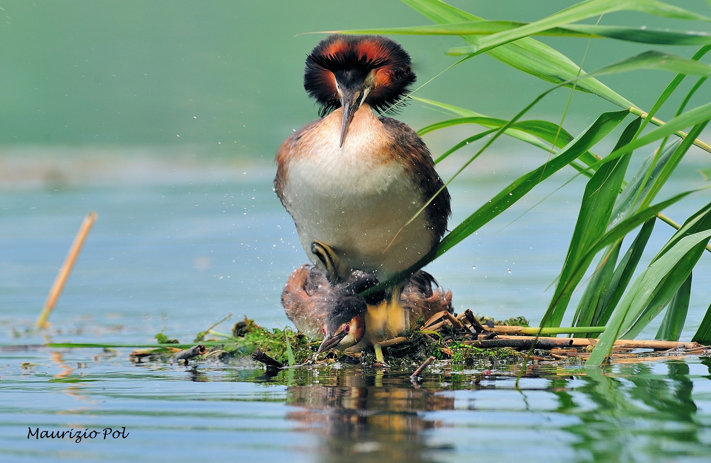 coupling between loons