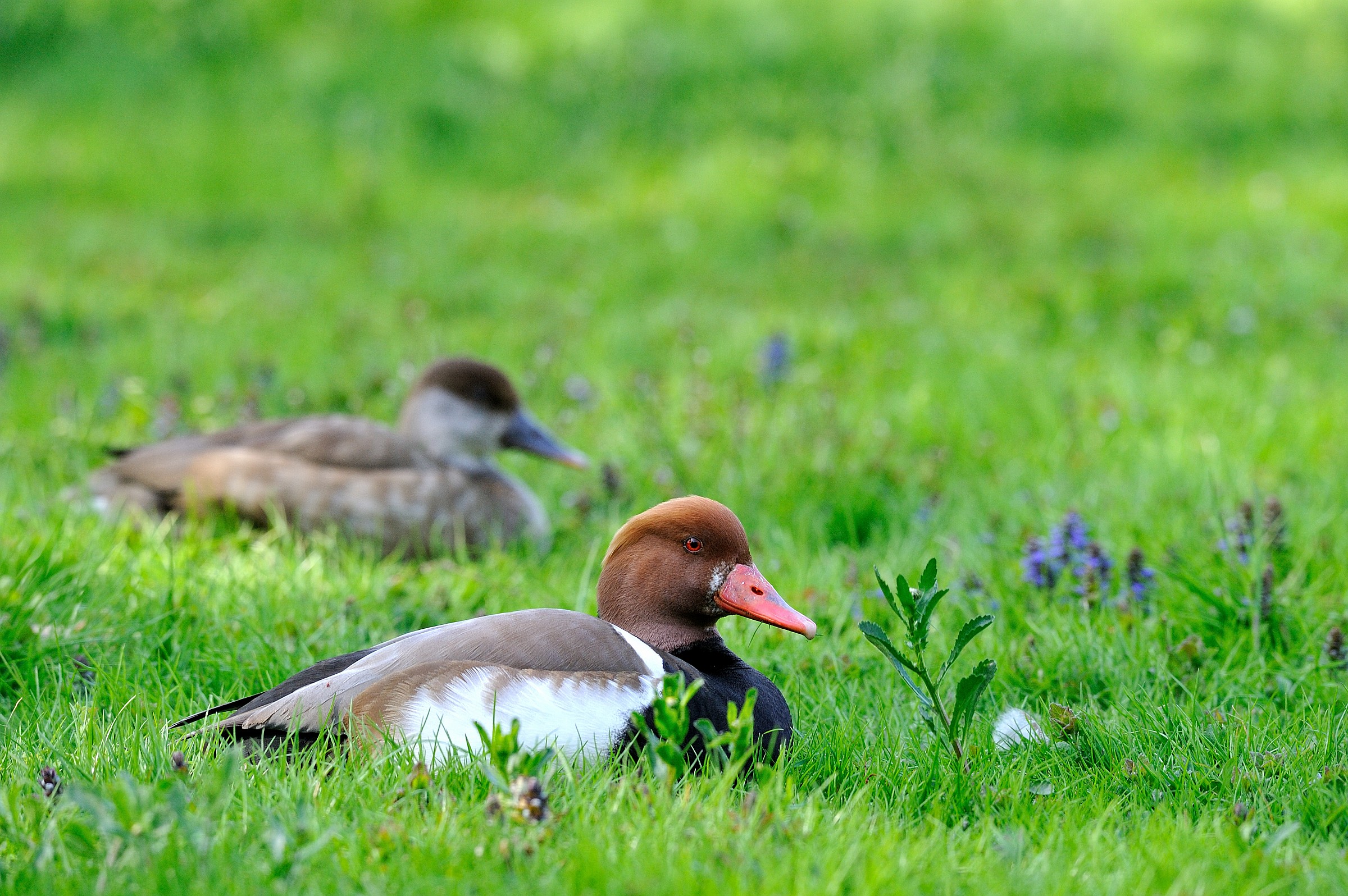 storks and ducks racconigi