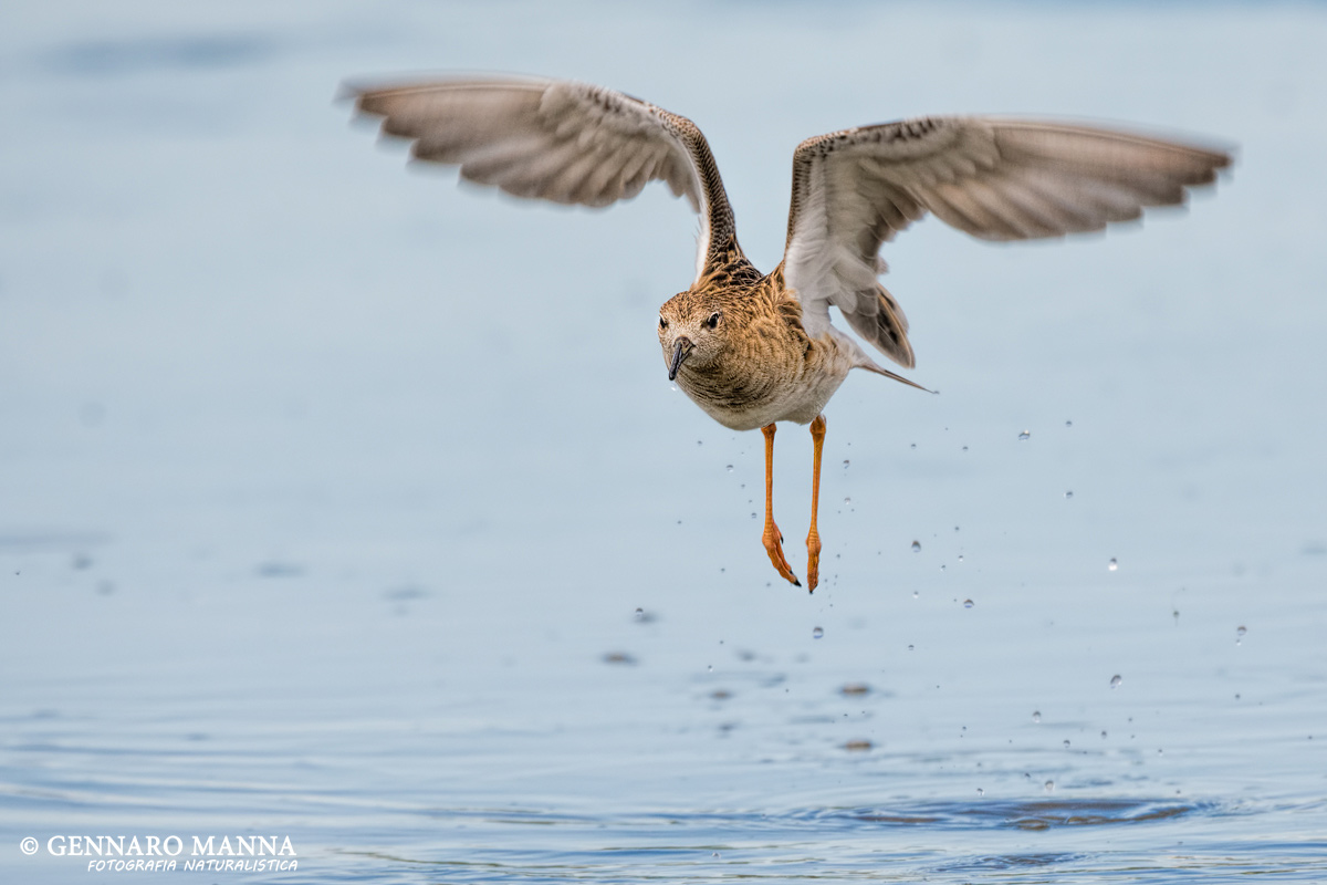 Ruff (Philomachus pugnax)