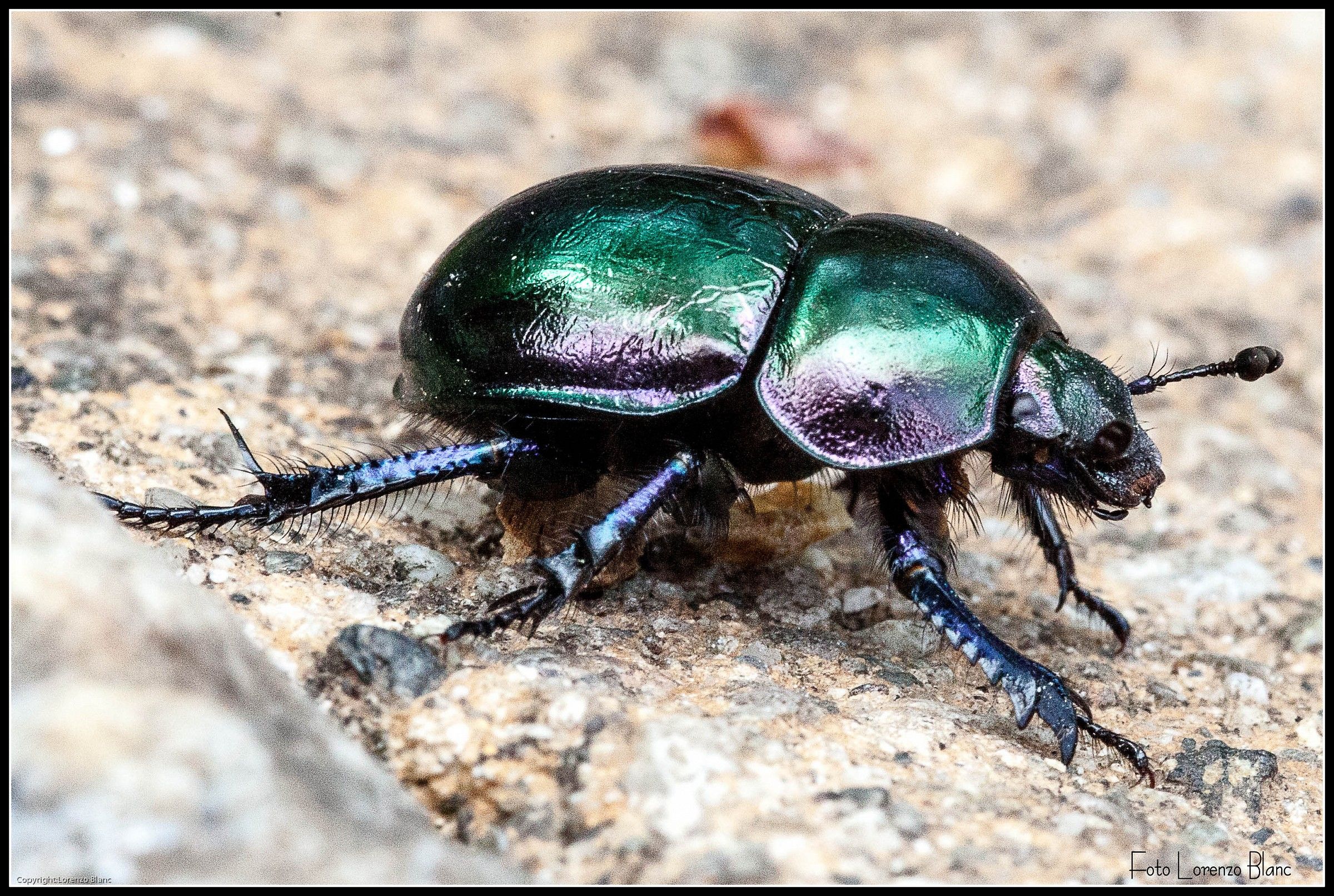 Cockchafer