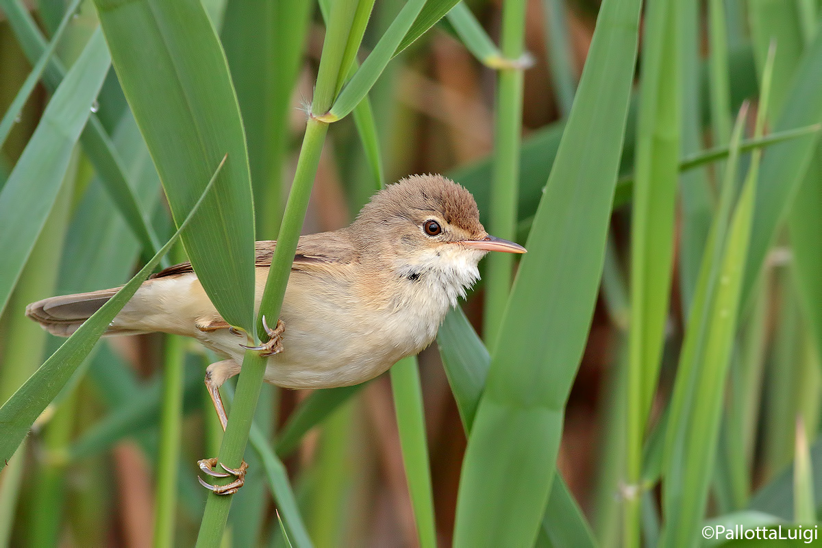 Reed warbler (Acrocephalus scirpaceus)