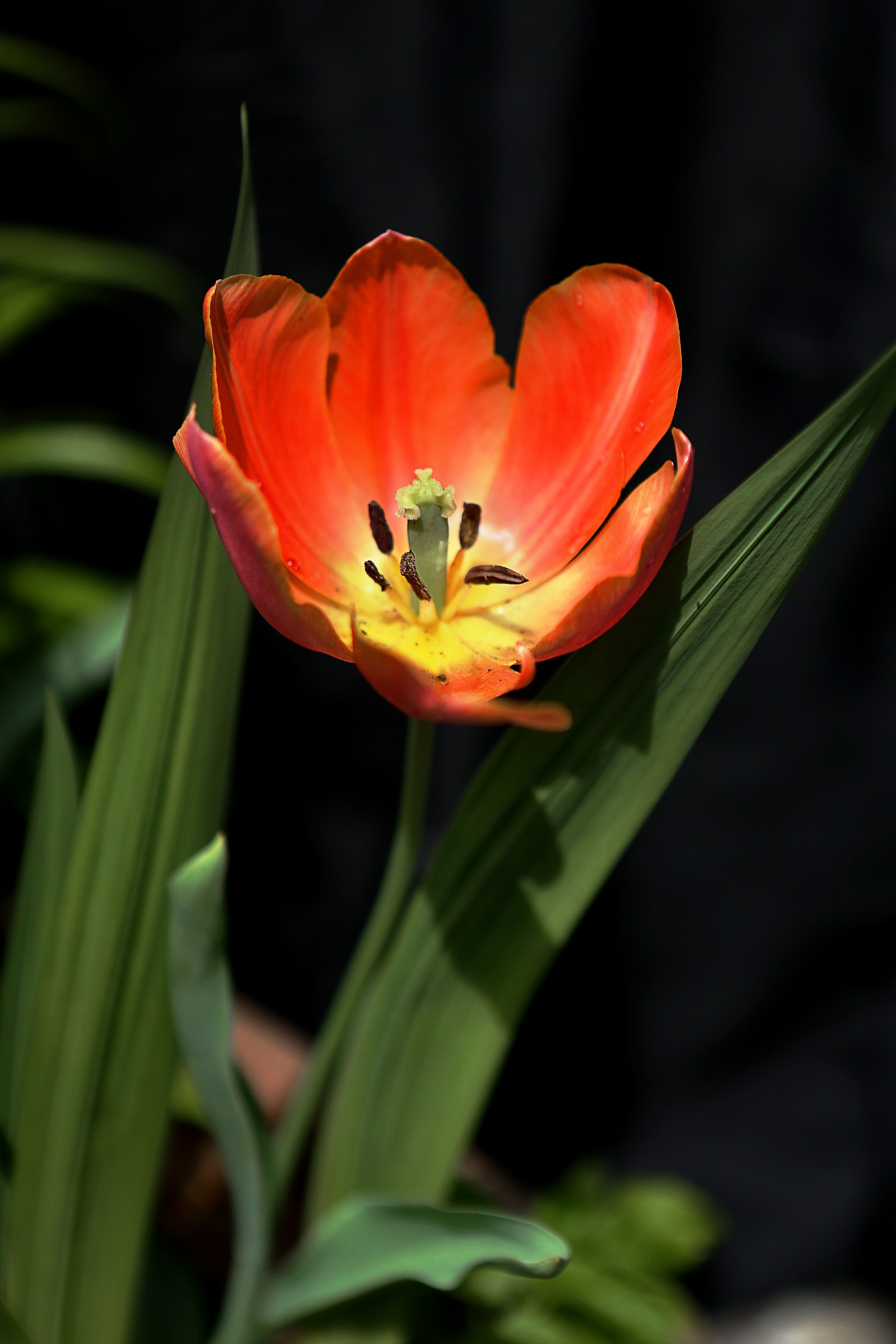 Tulip