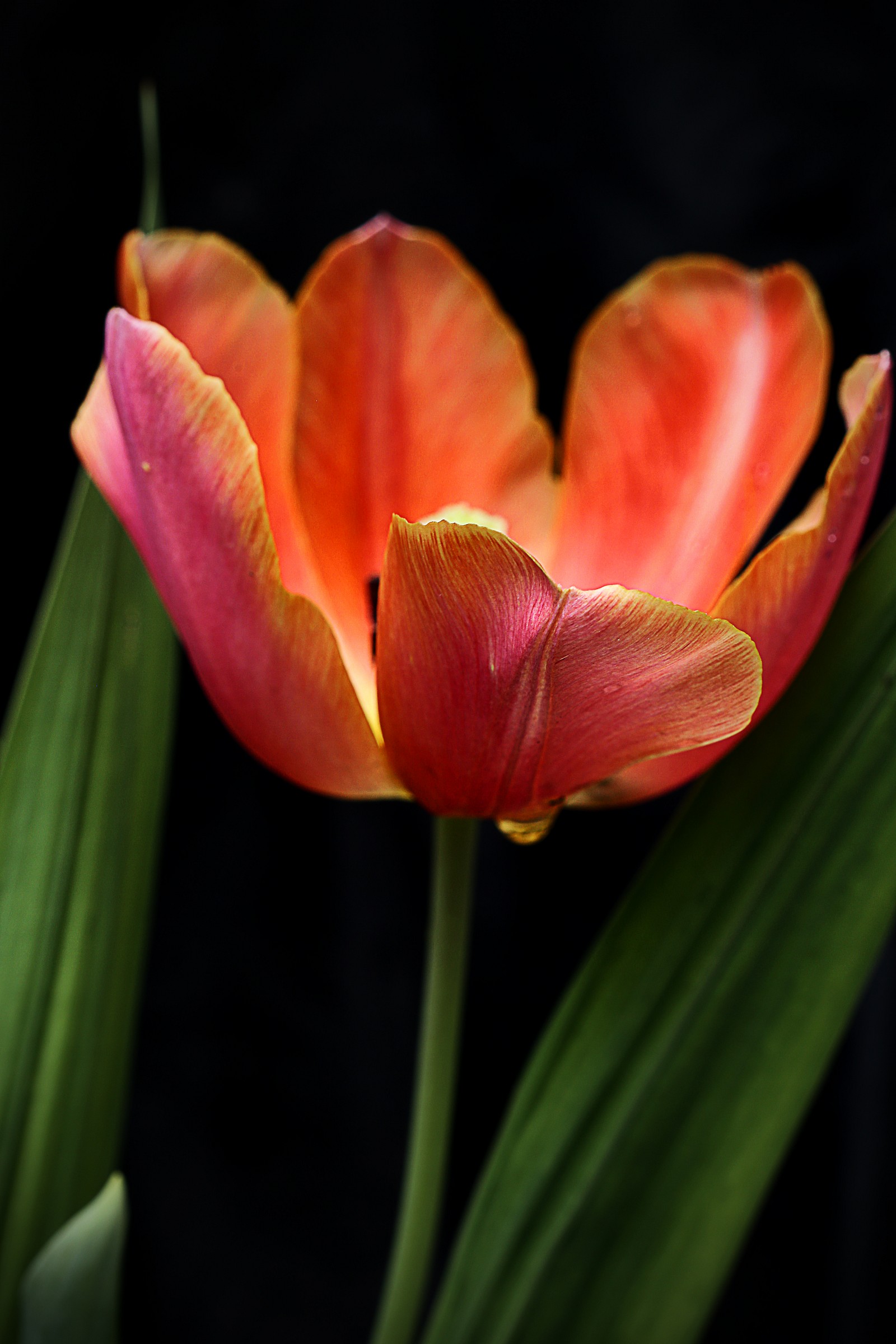 Tulip