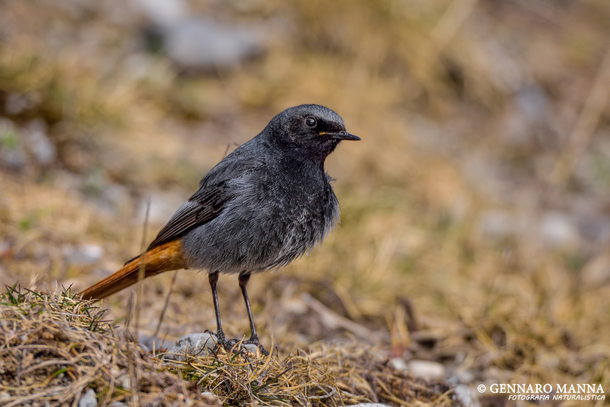 Black redstart (Phoenicurus ochruros)