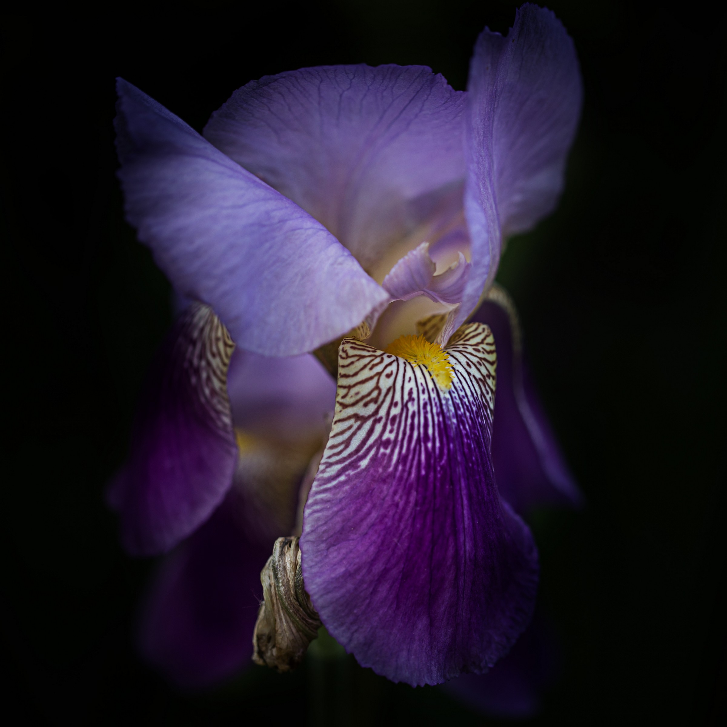 Iris