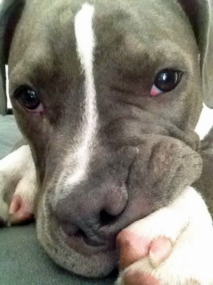 American Bully - Leroy