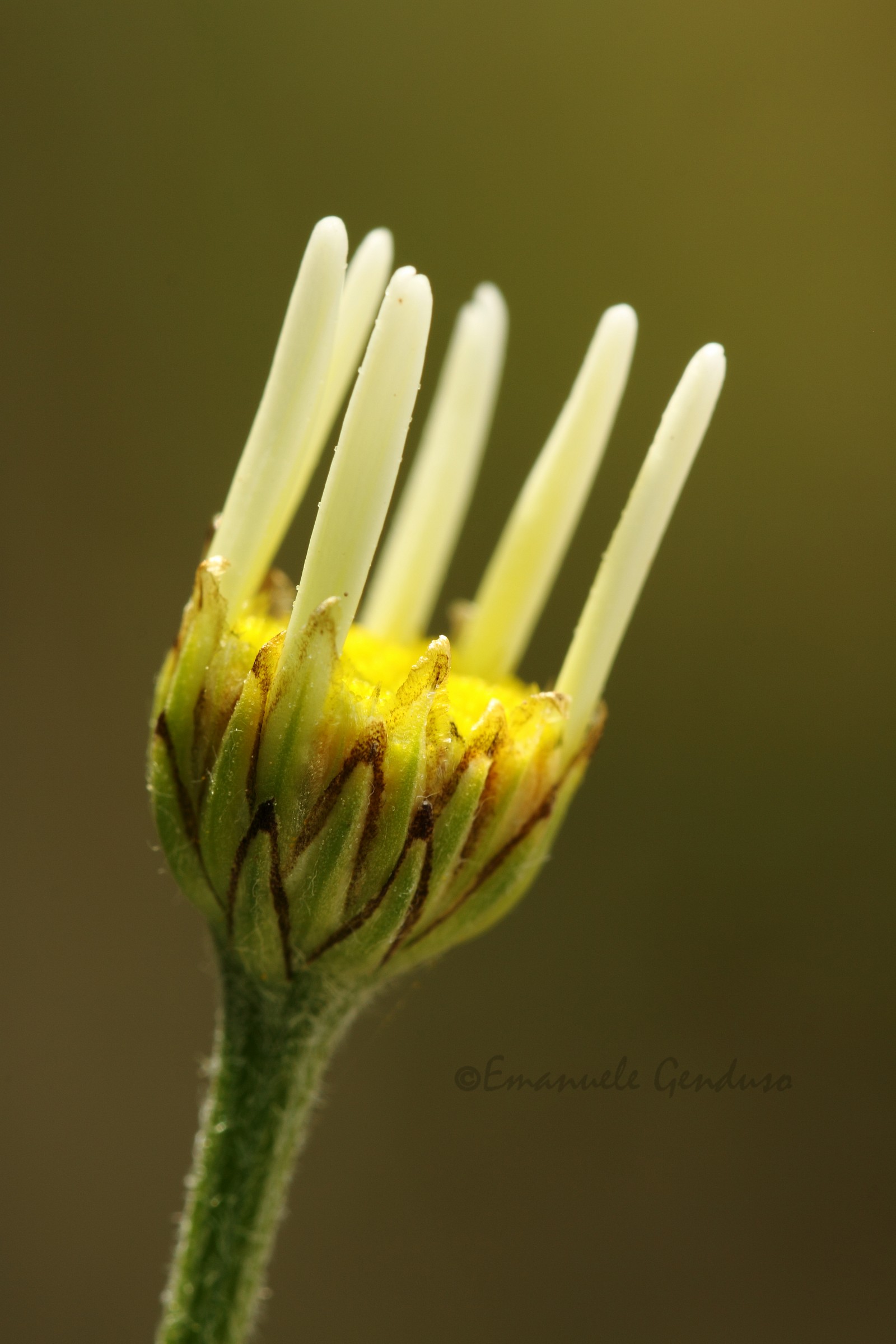 Camomilla di monte Gallo