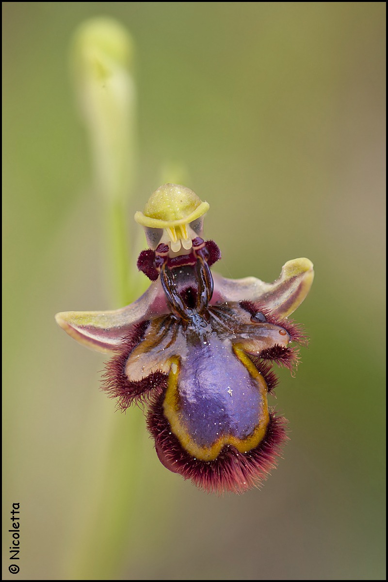 Ophrys Speculum