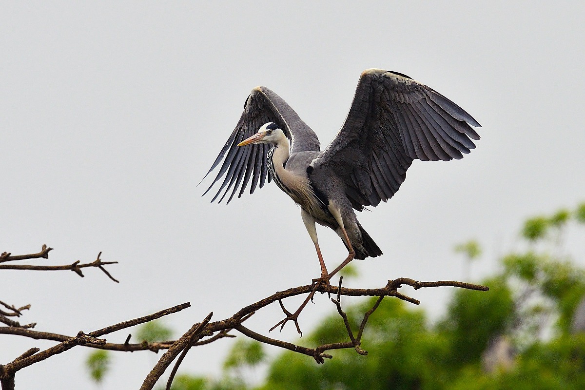 Grey Heron