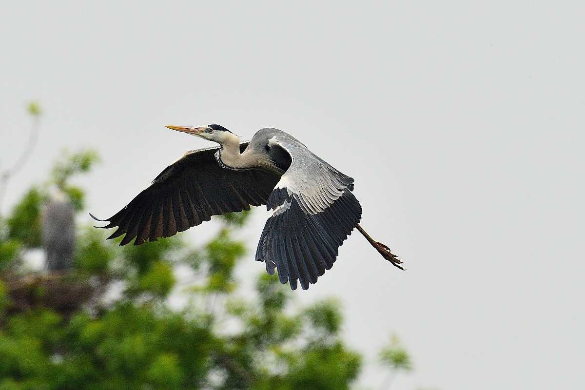 Grey Heron