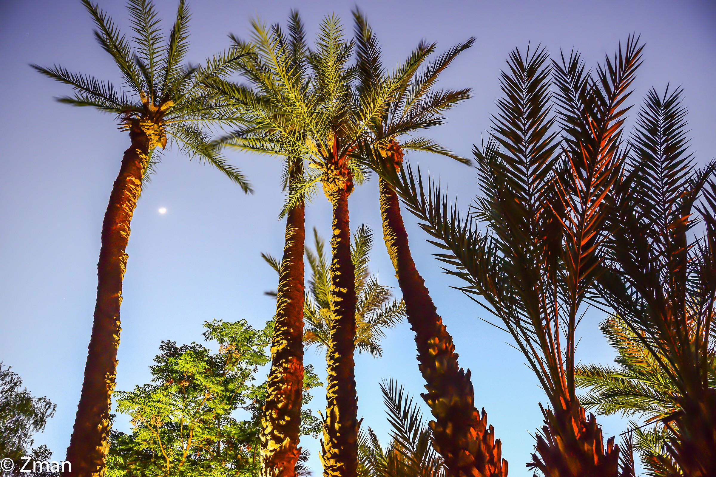 Palm Reaching For The Moon