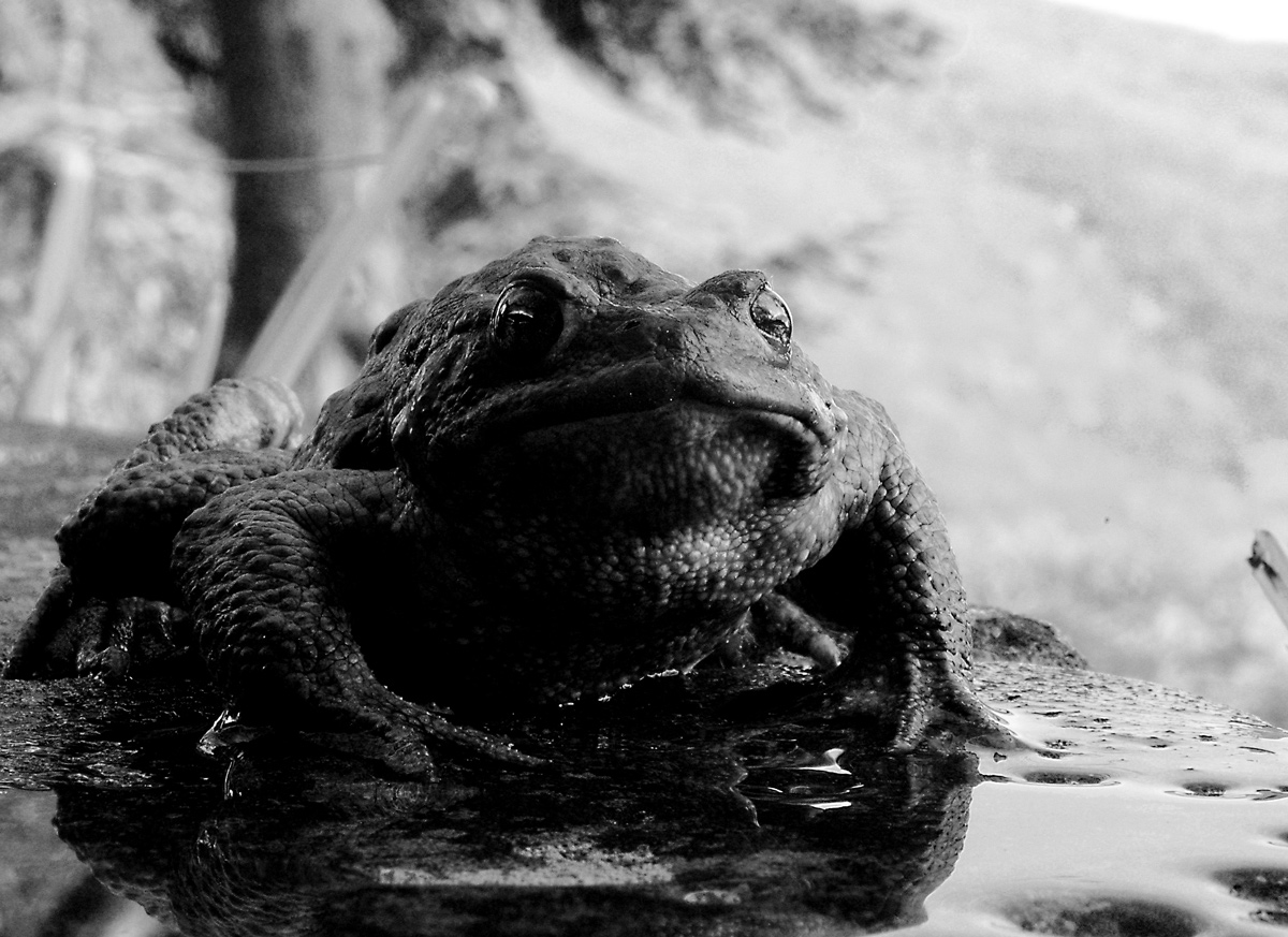 Creature from the lagoon