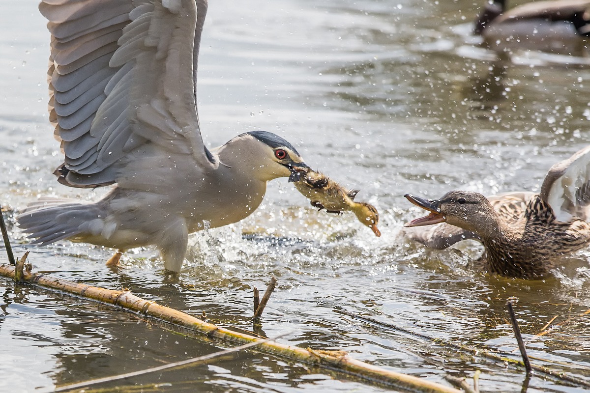 The harsh law of nature