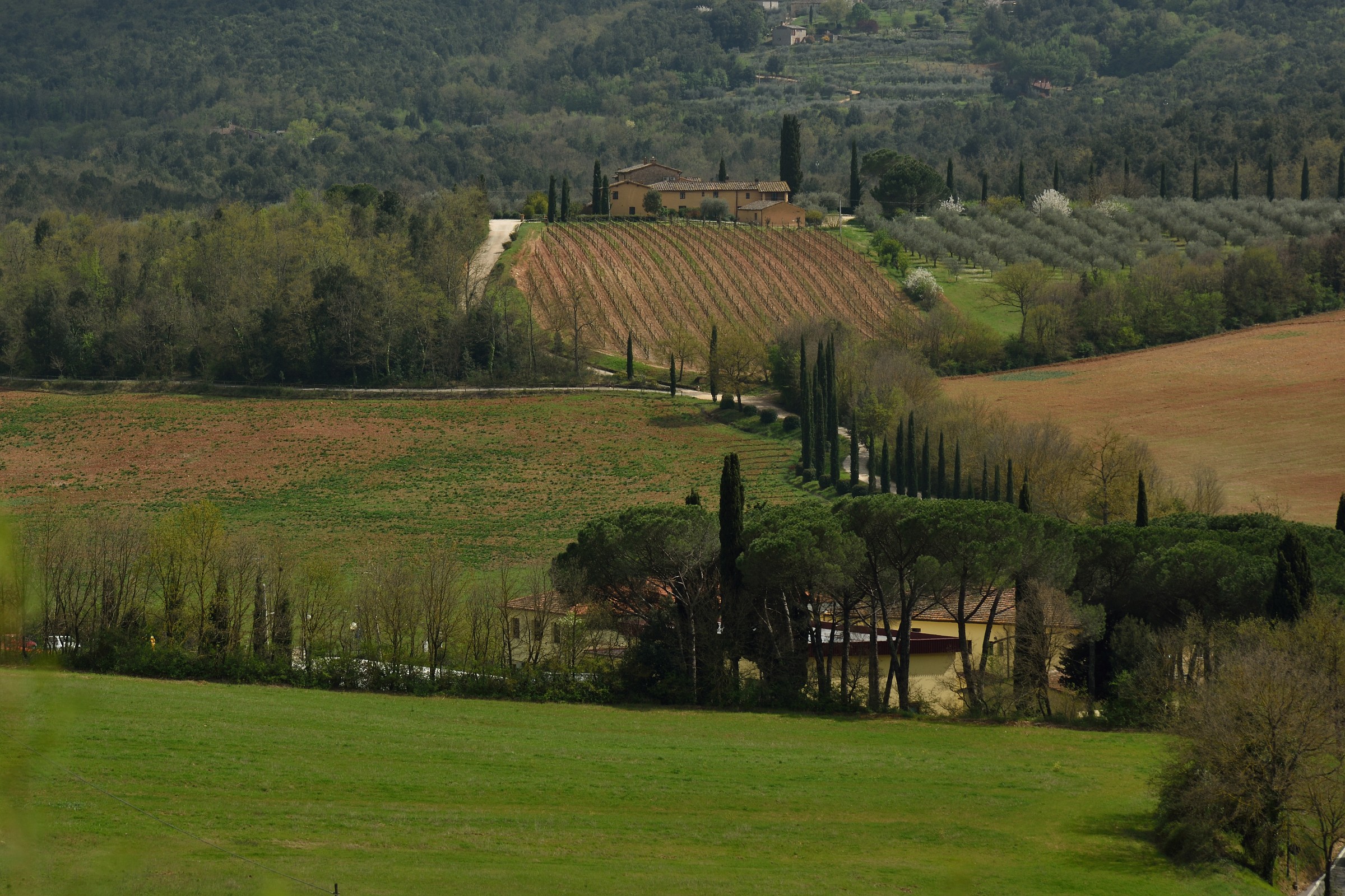 view from Monteriggioni 1