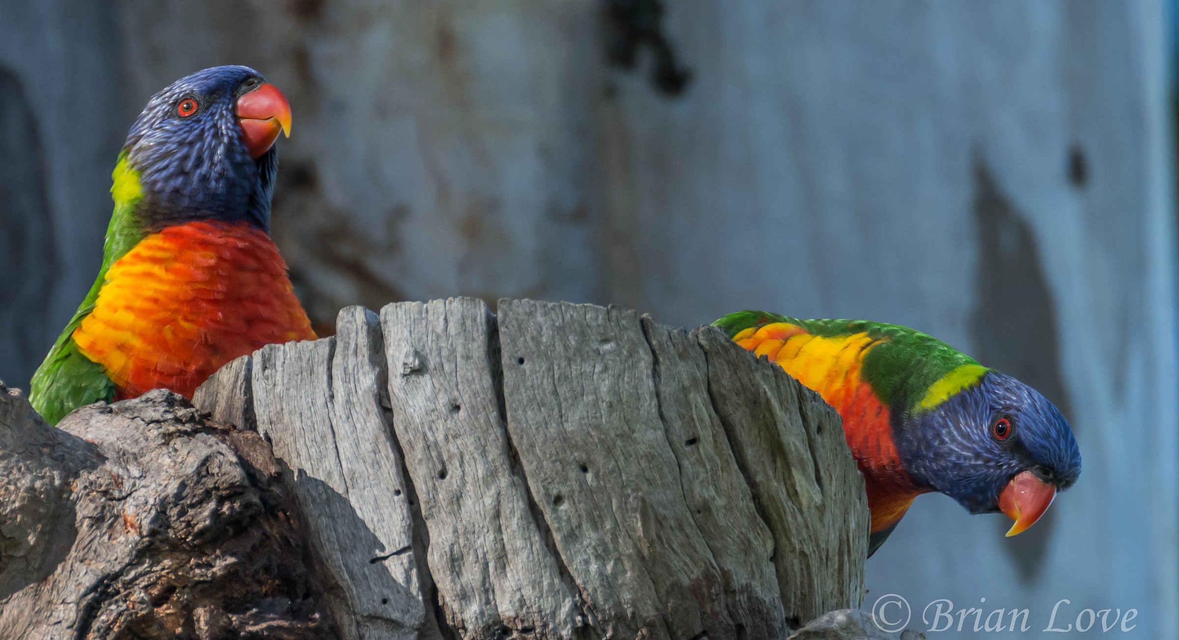Rainbow Lorikeets