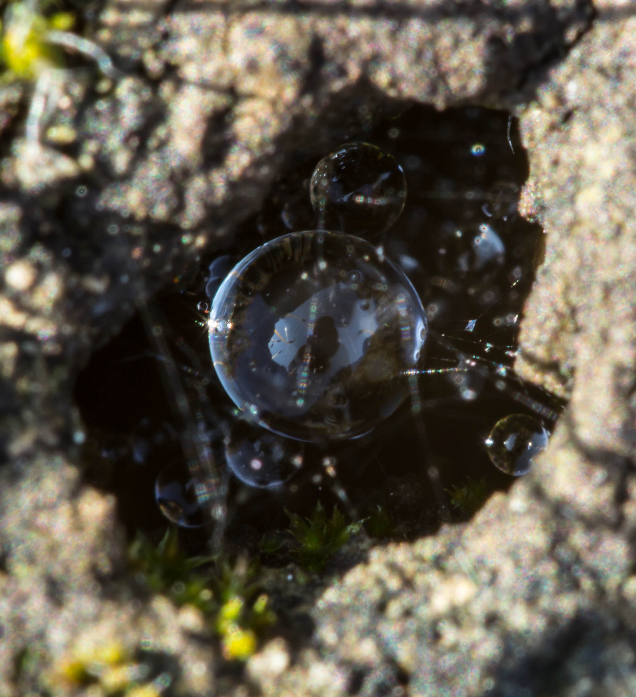 Rugiada intrappolata