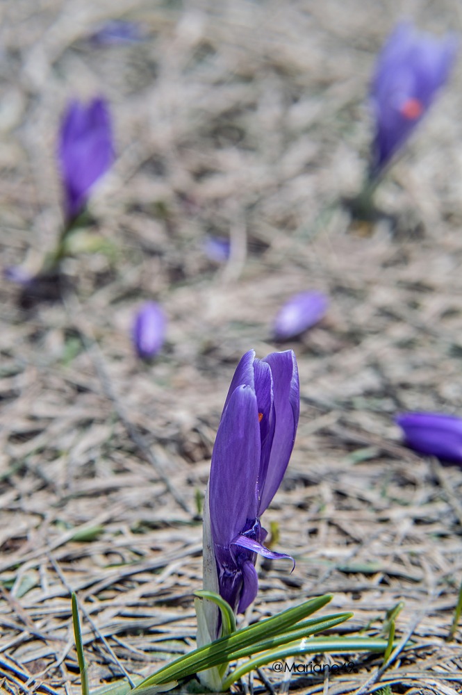 Crocus-vernus