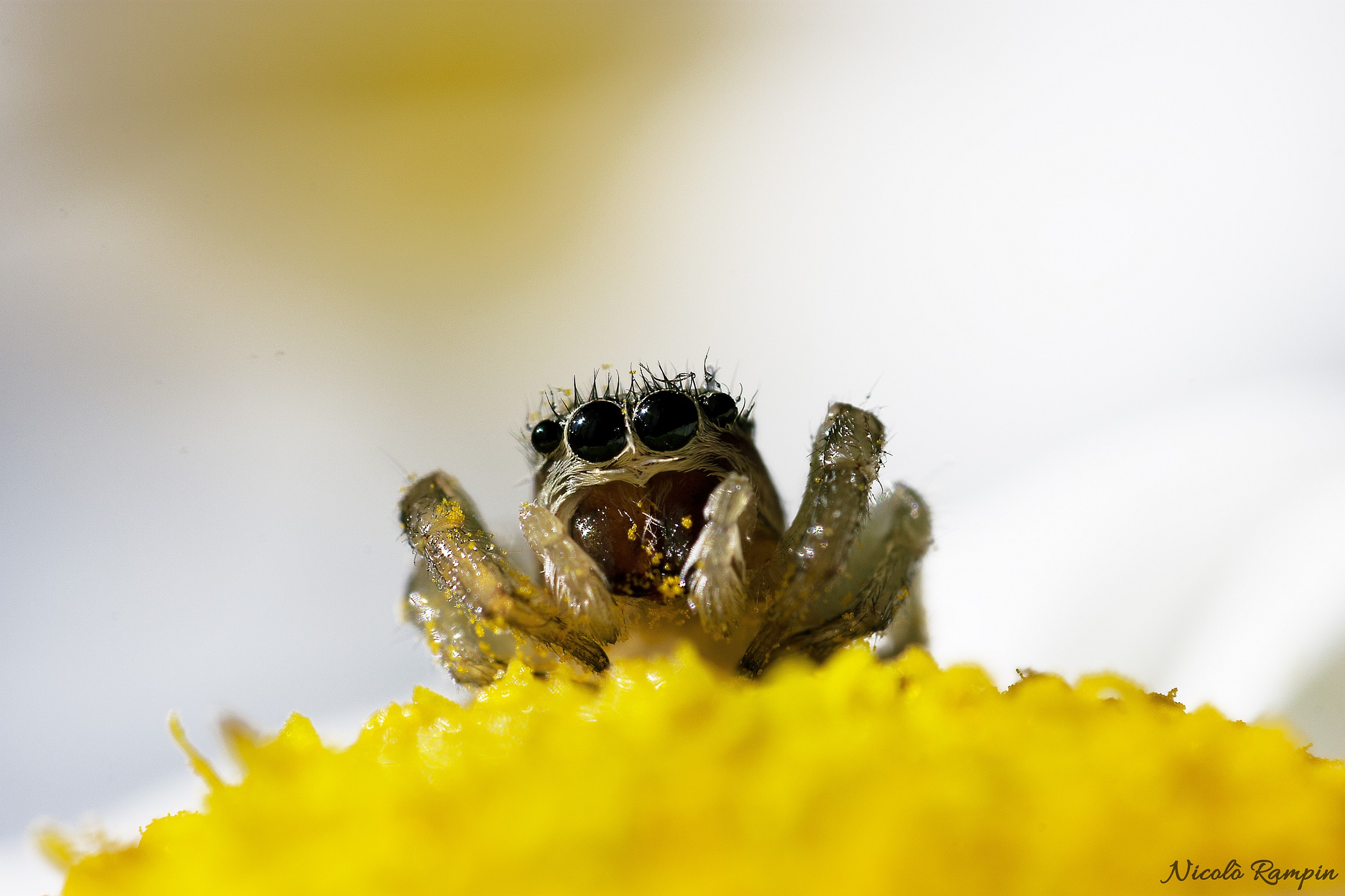 Quattrocchi su una margherita