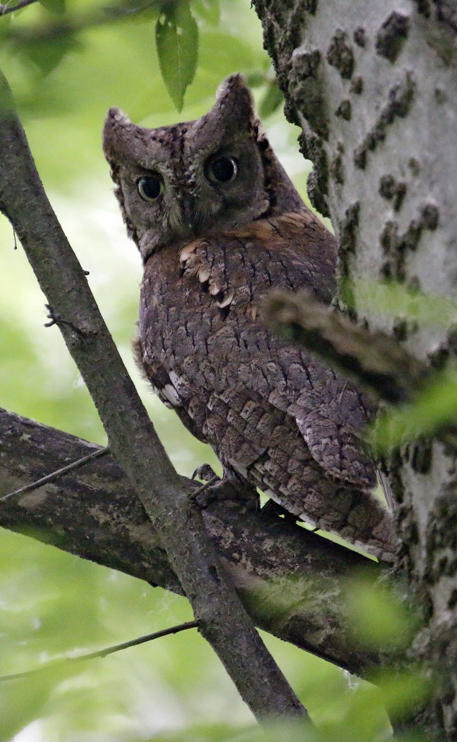 Assiolo -   Otus scops