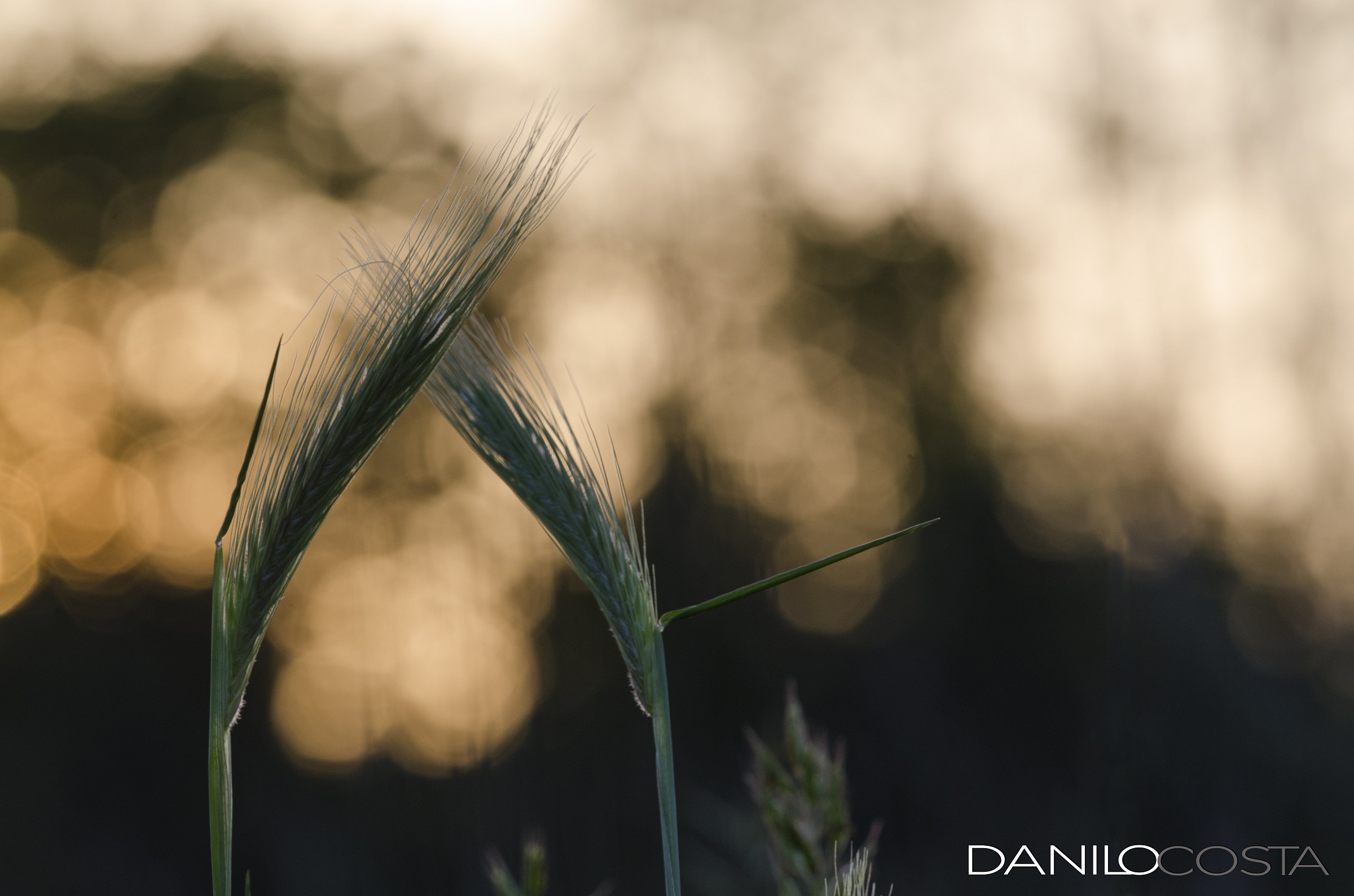 Scusi, vuol ballare con me?