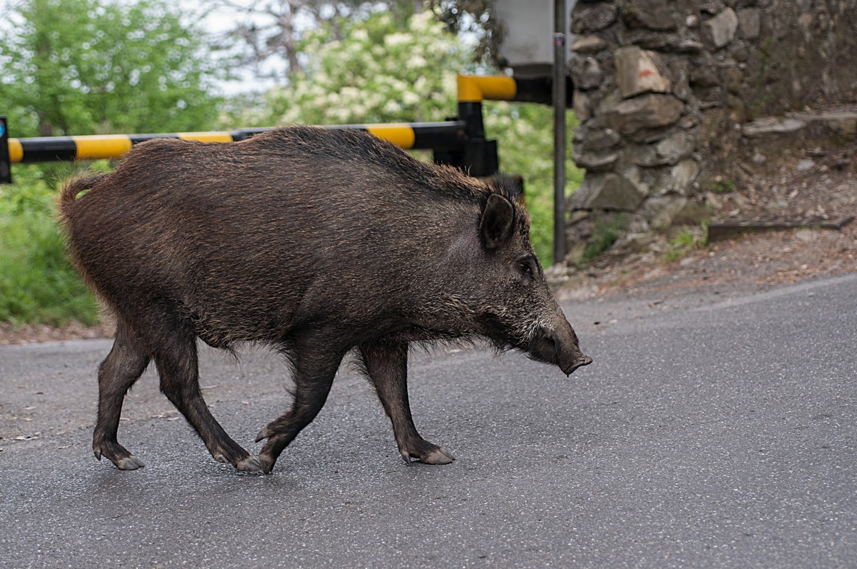 boar, close encounter.
