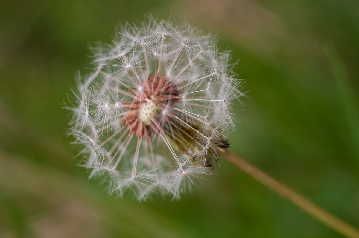 dandelion