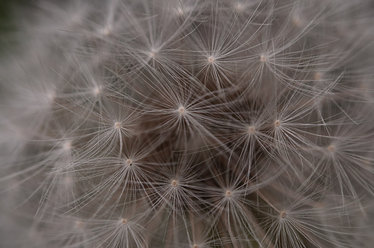 nel cuore del soffione