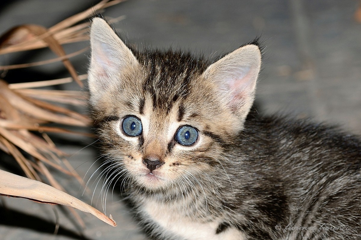 il micio del mio amico