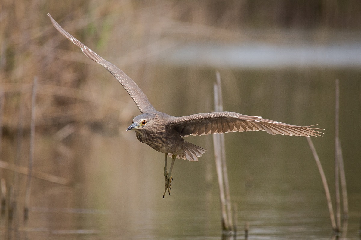 Juv night heron in flight