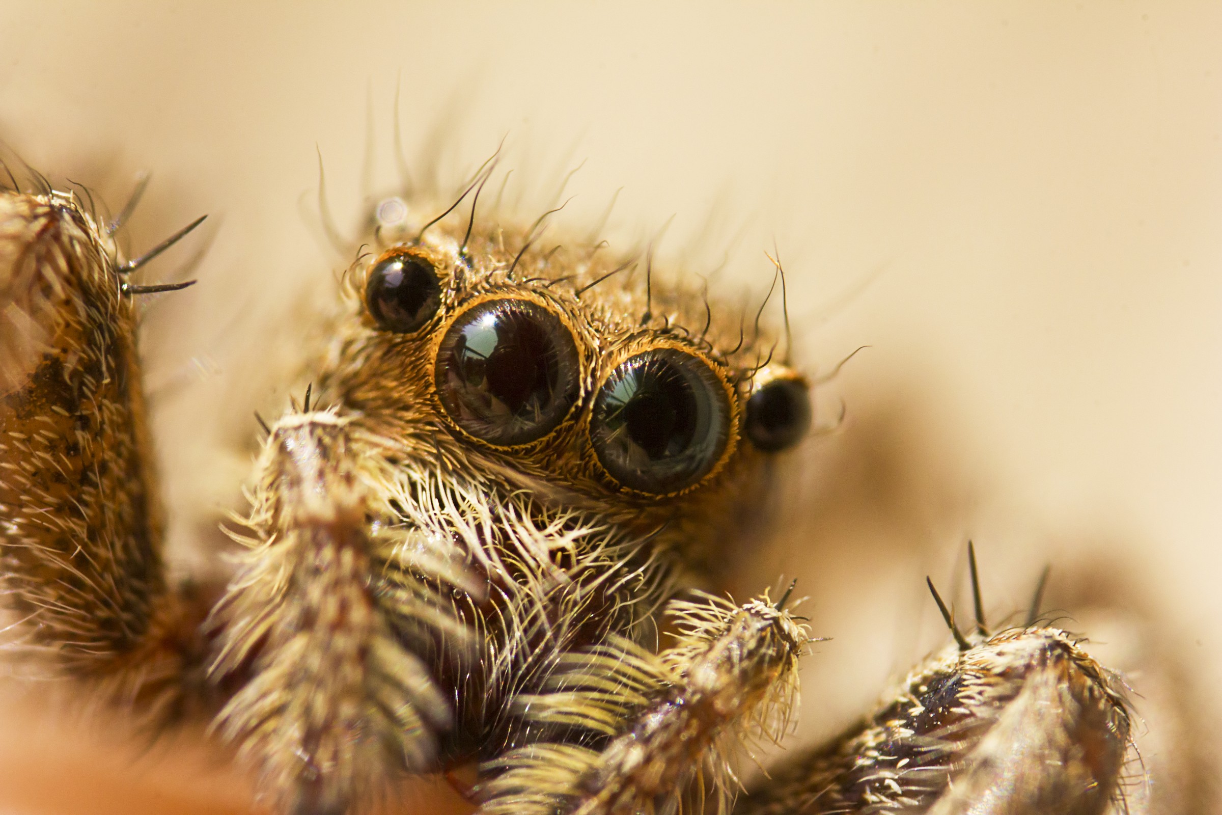 Jumping Spider 2