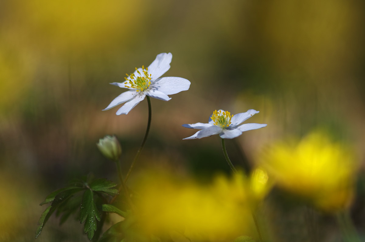 Anemone nemorosa
