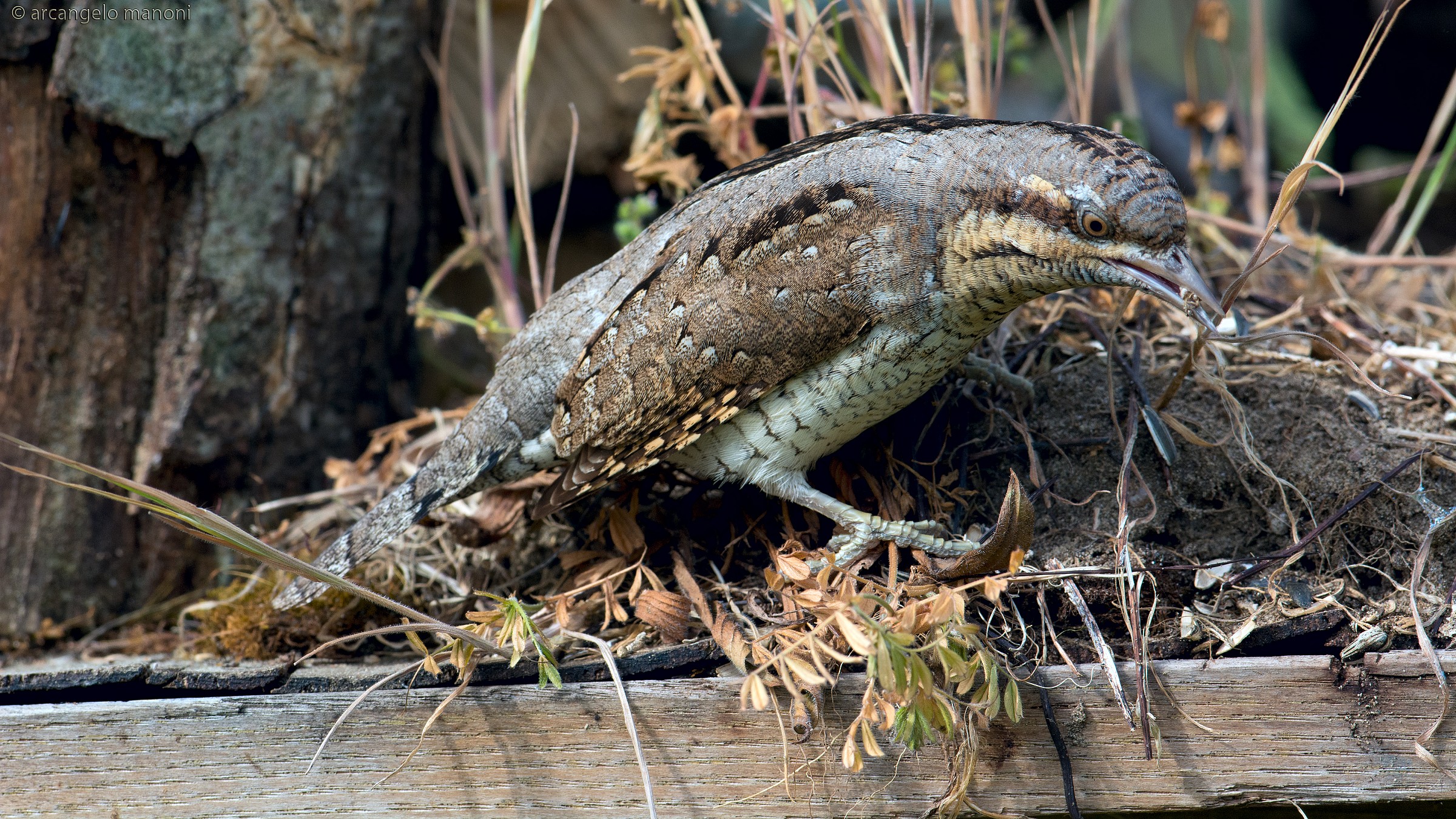 Meager for a stiff neck