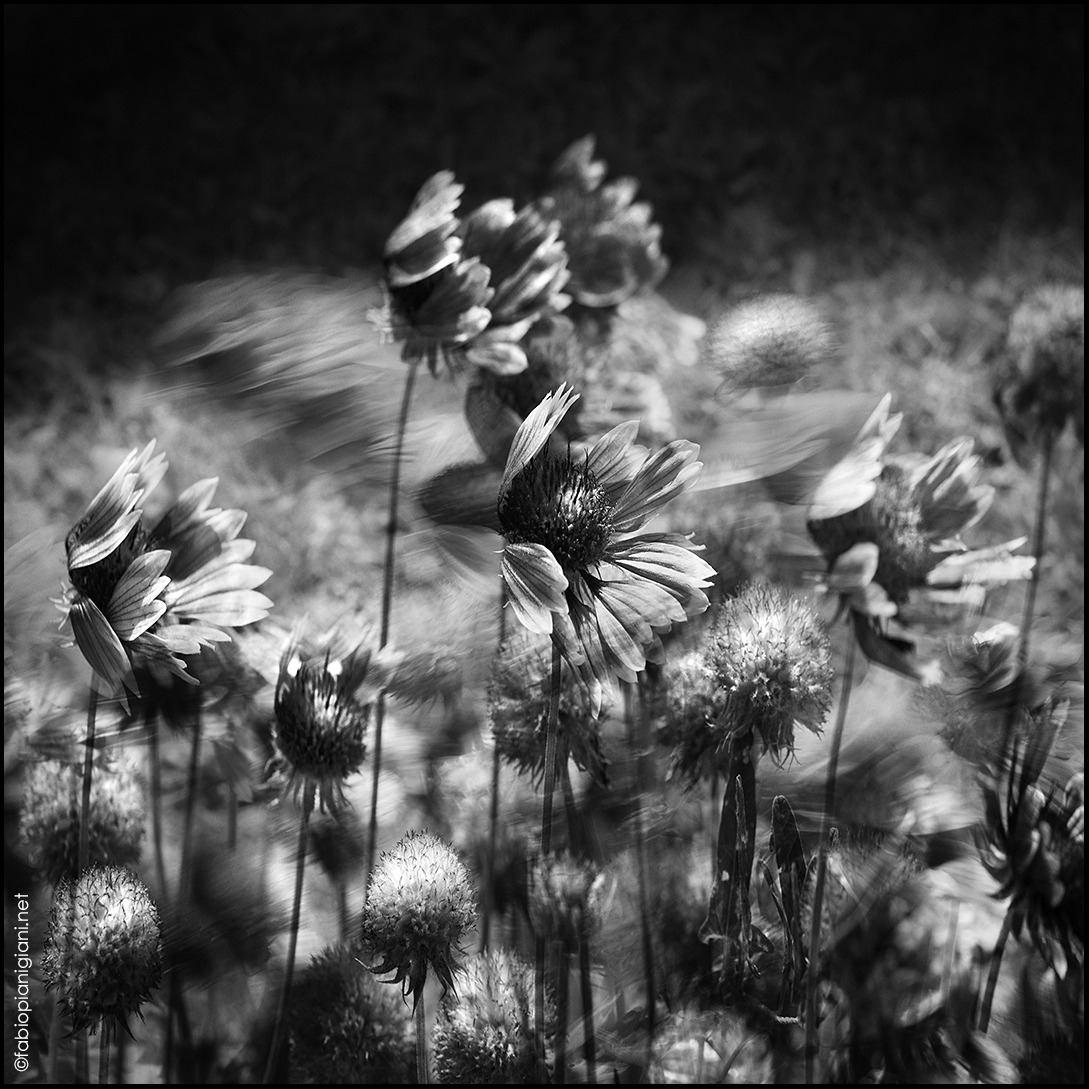 "Resistere, resistere, resistere"