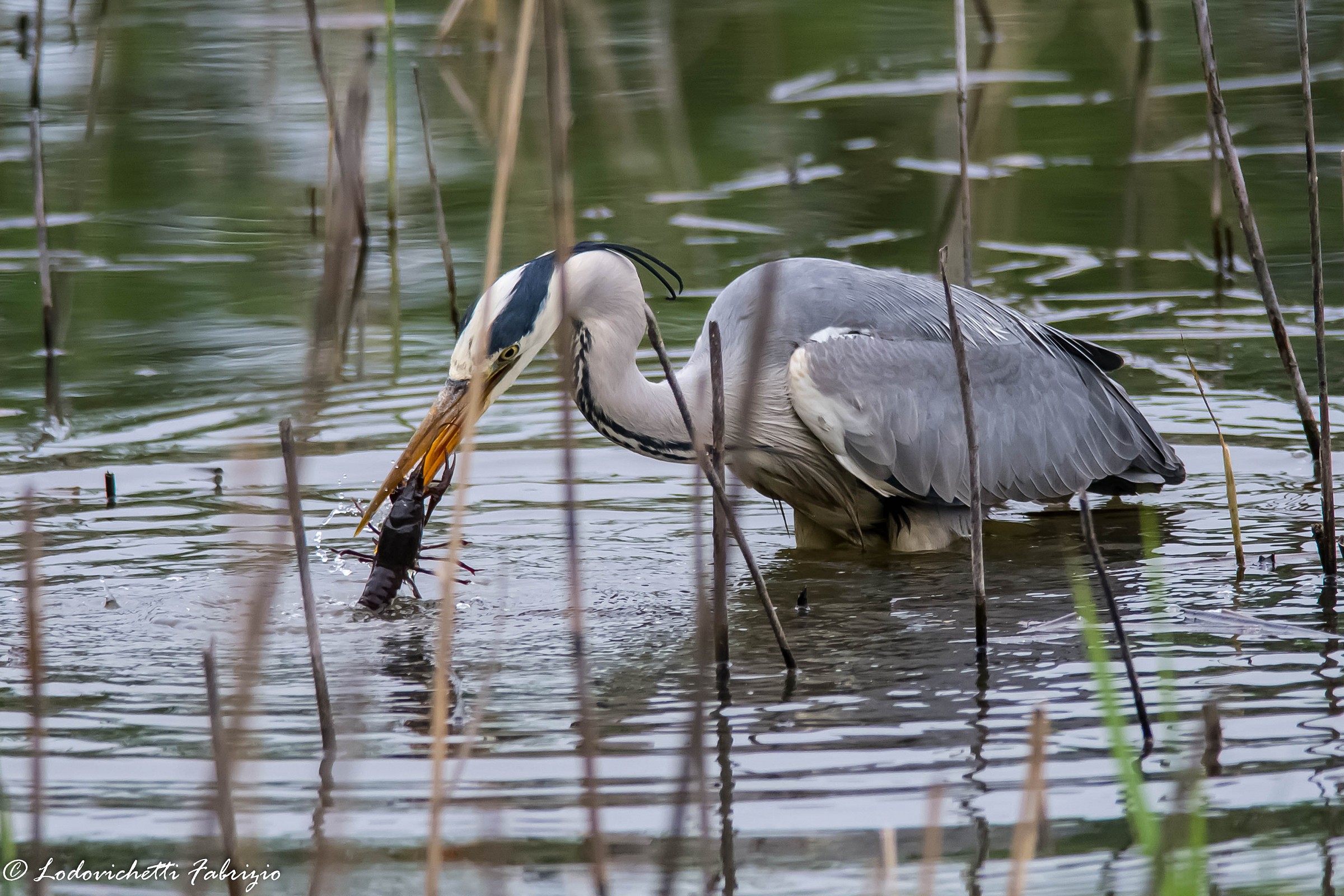 L'airone e il gamberone