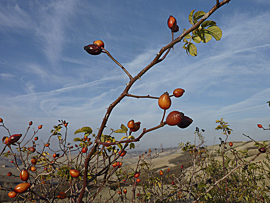 Buds of wild rose (Crete Senesi)
