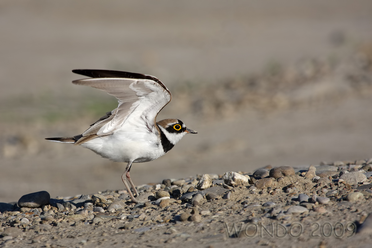 little ringed plover