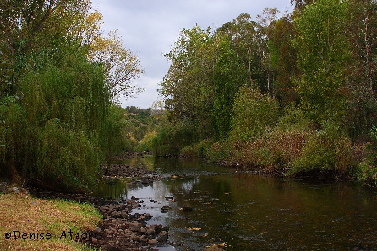 Nature in Fordingbridge