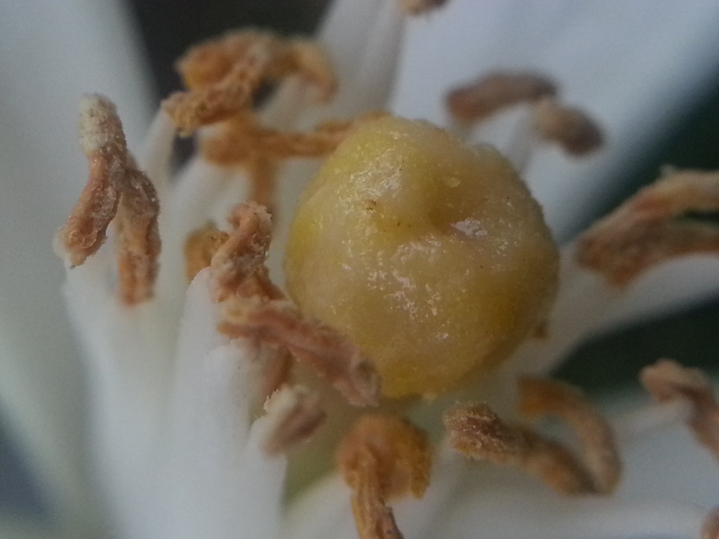 lemon flower