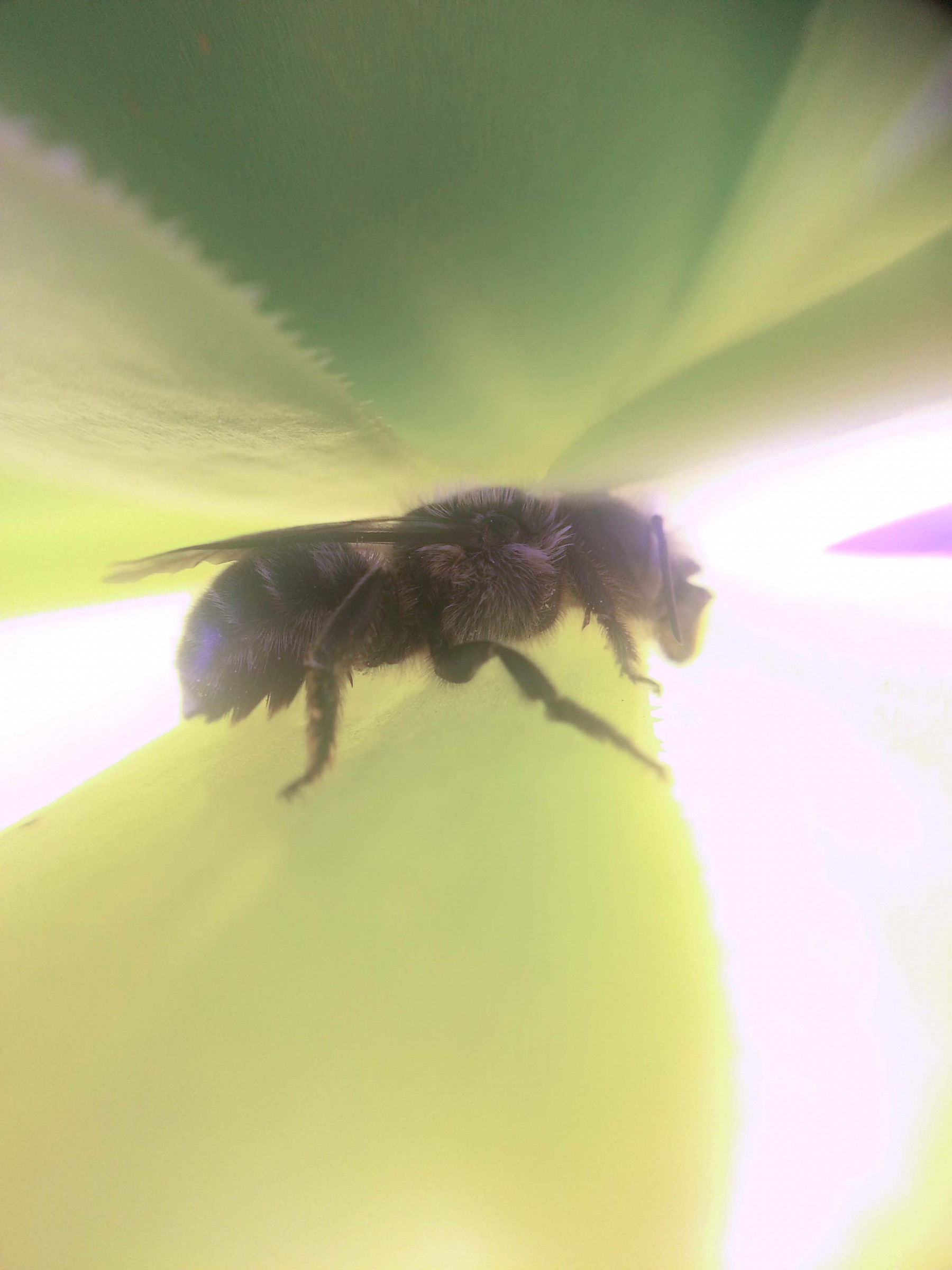 hidden among the leaves ... good rest