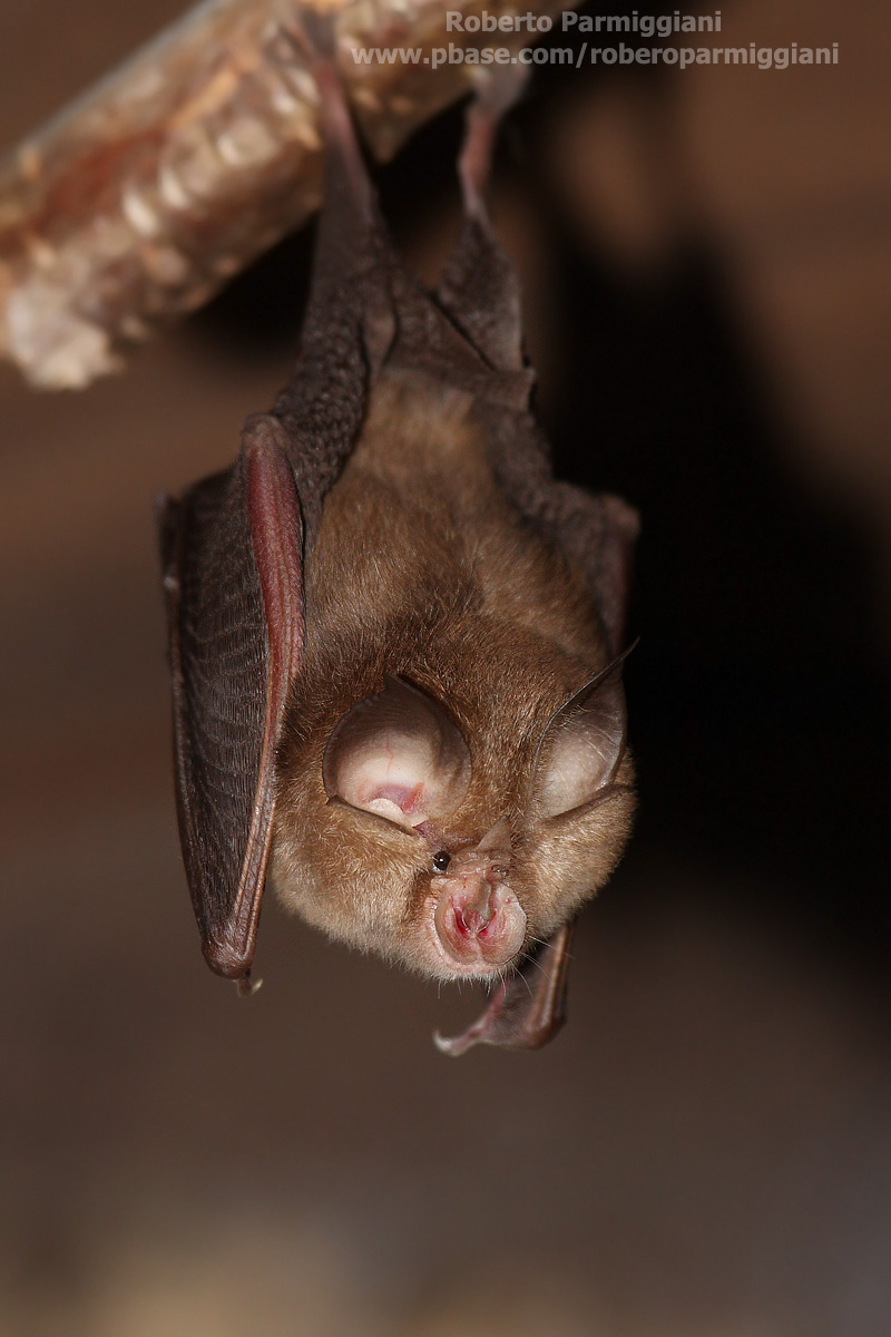 Lesser horseshoe bat Part II