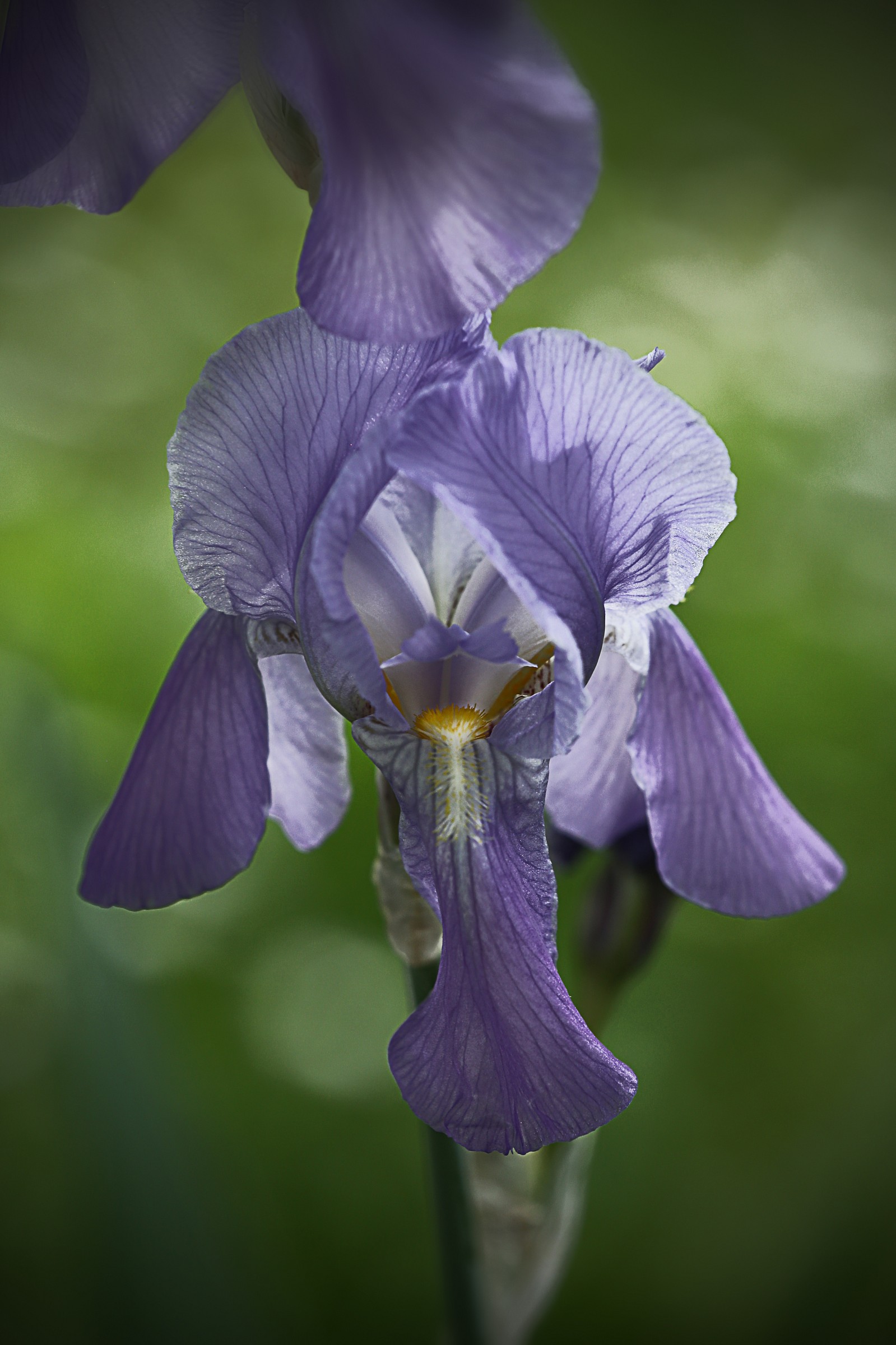 Iris