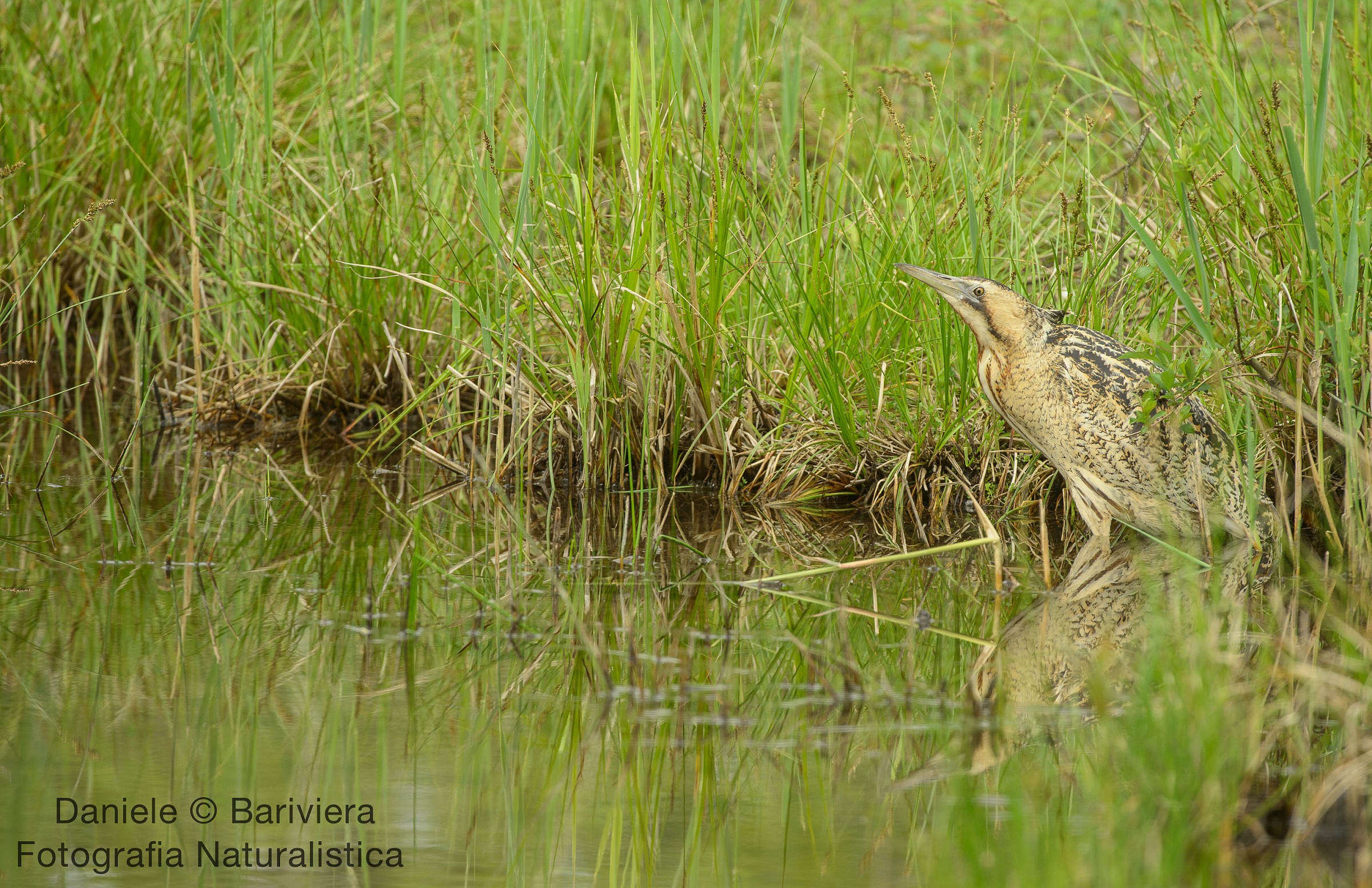 The Bittern appearance !!