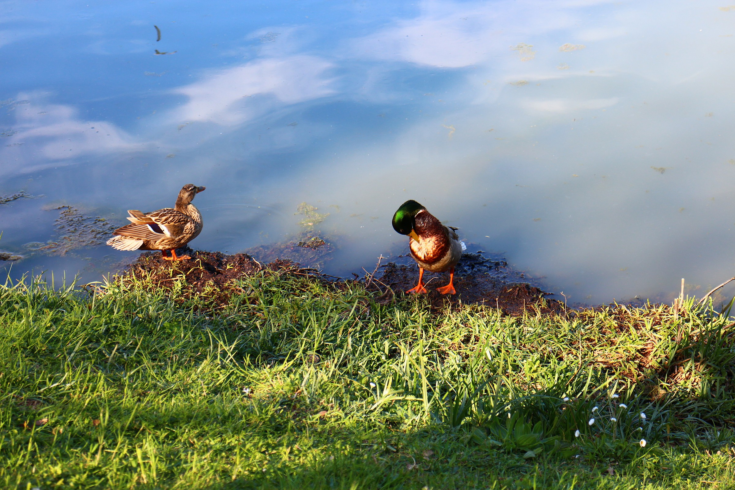 Coppia di Germani Reali