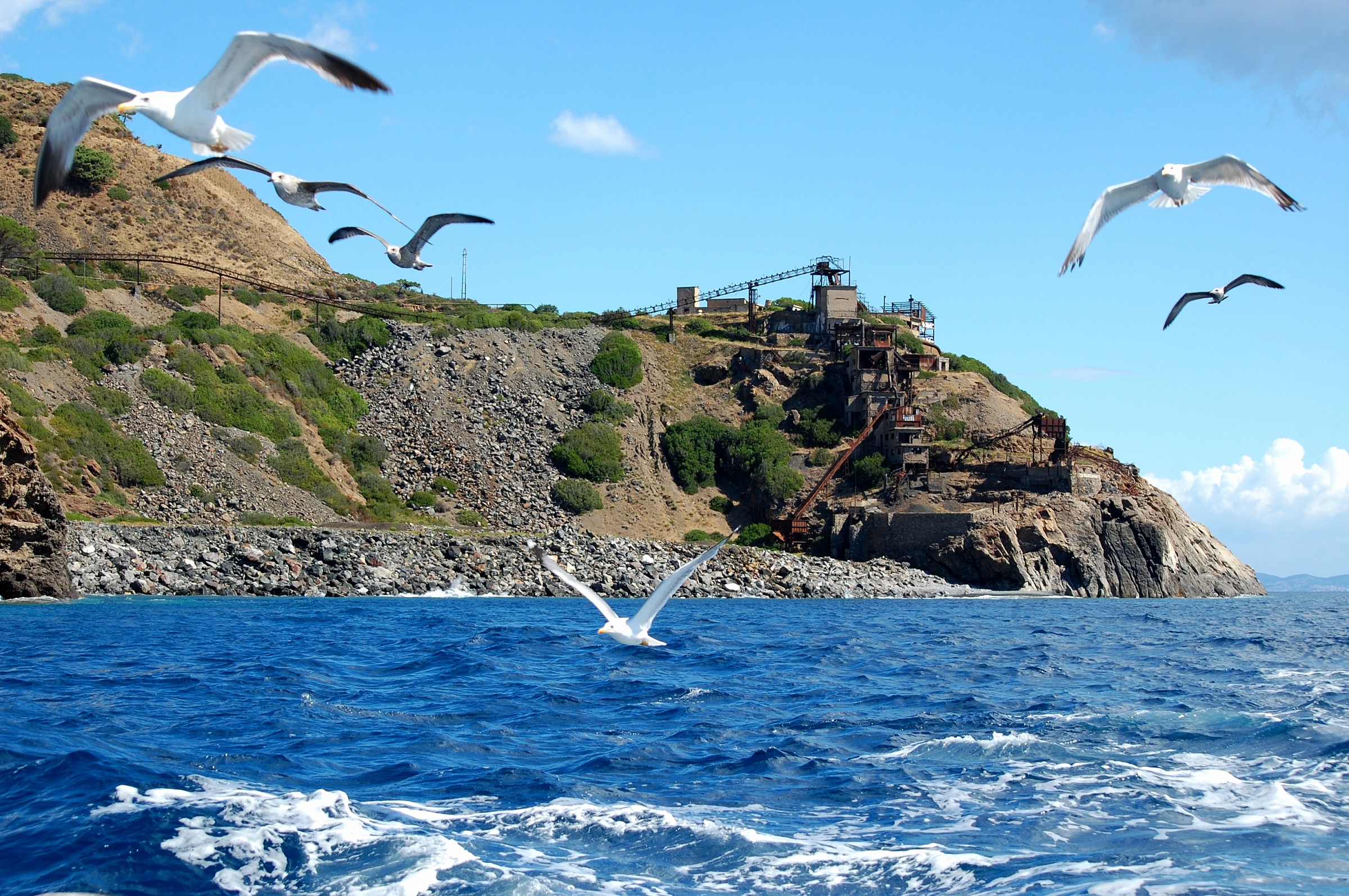 Assaltati dai gabbiani