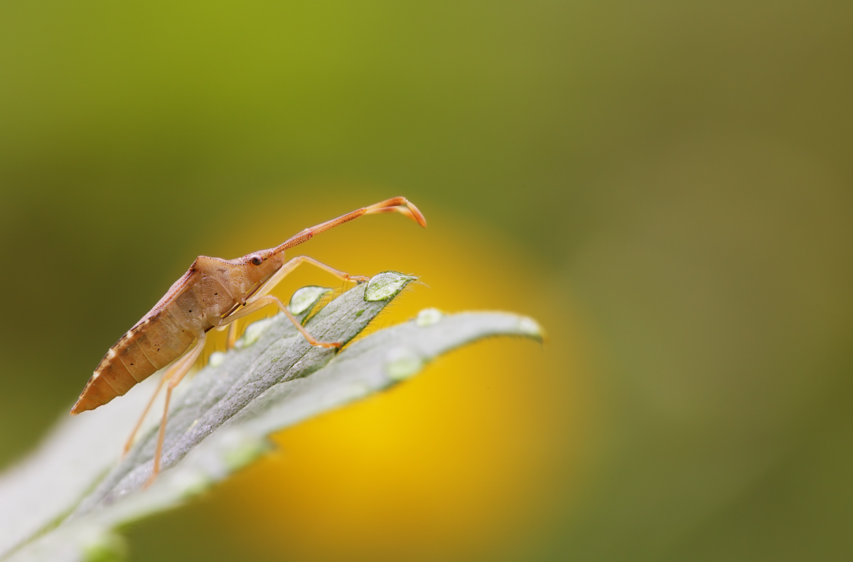 Gonocerus Insidiator