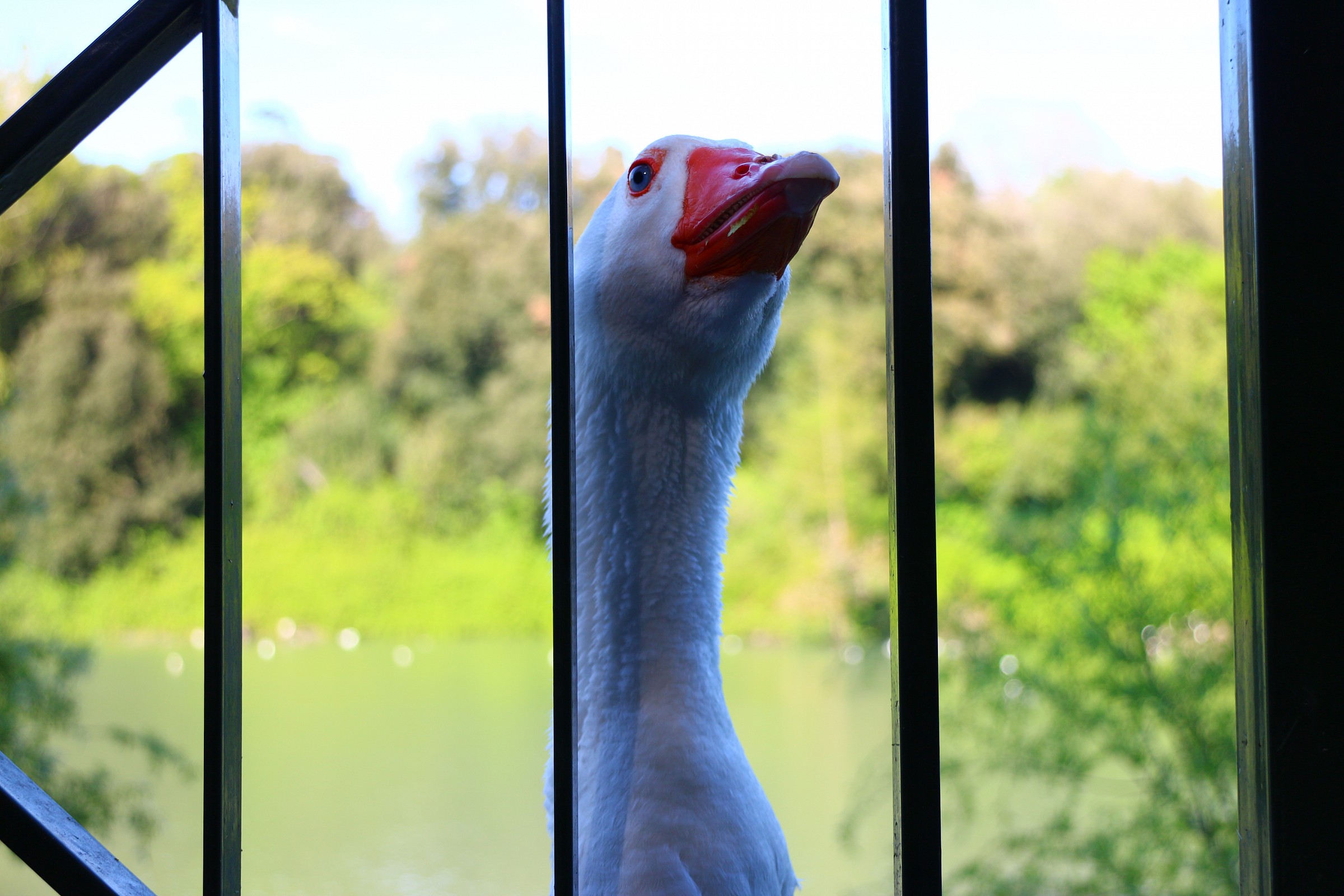 Un'Oca di nome Fiamma