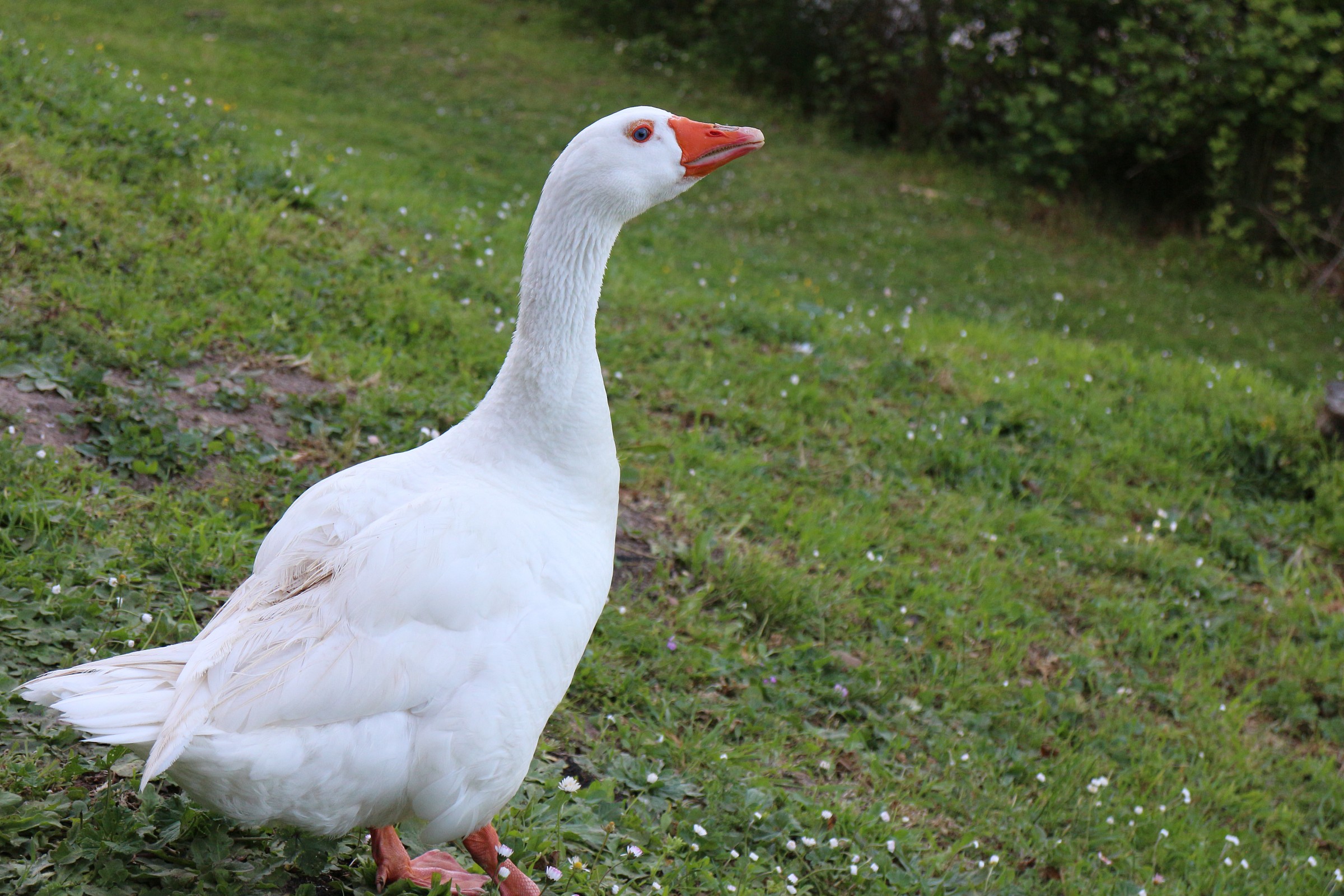 Fiamma l'Oca modella