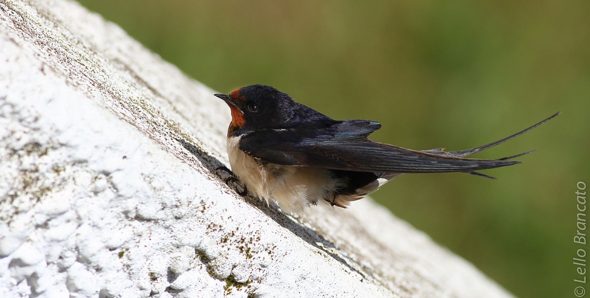 Hirundo Rustica 3